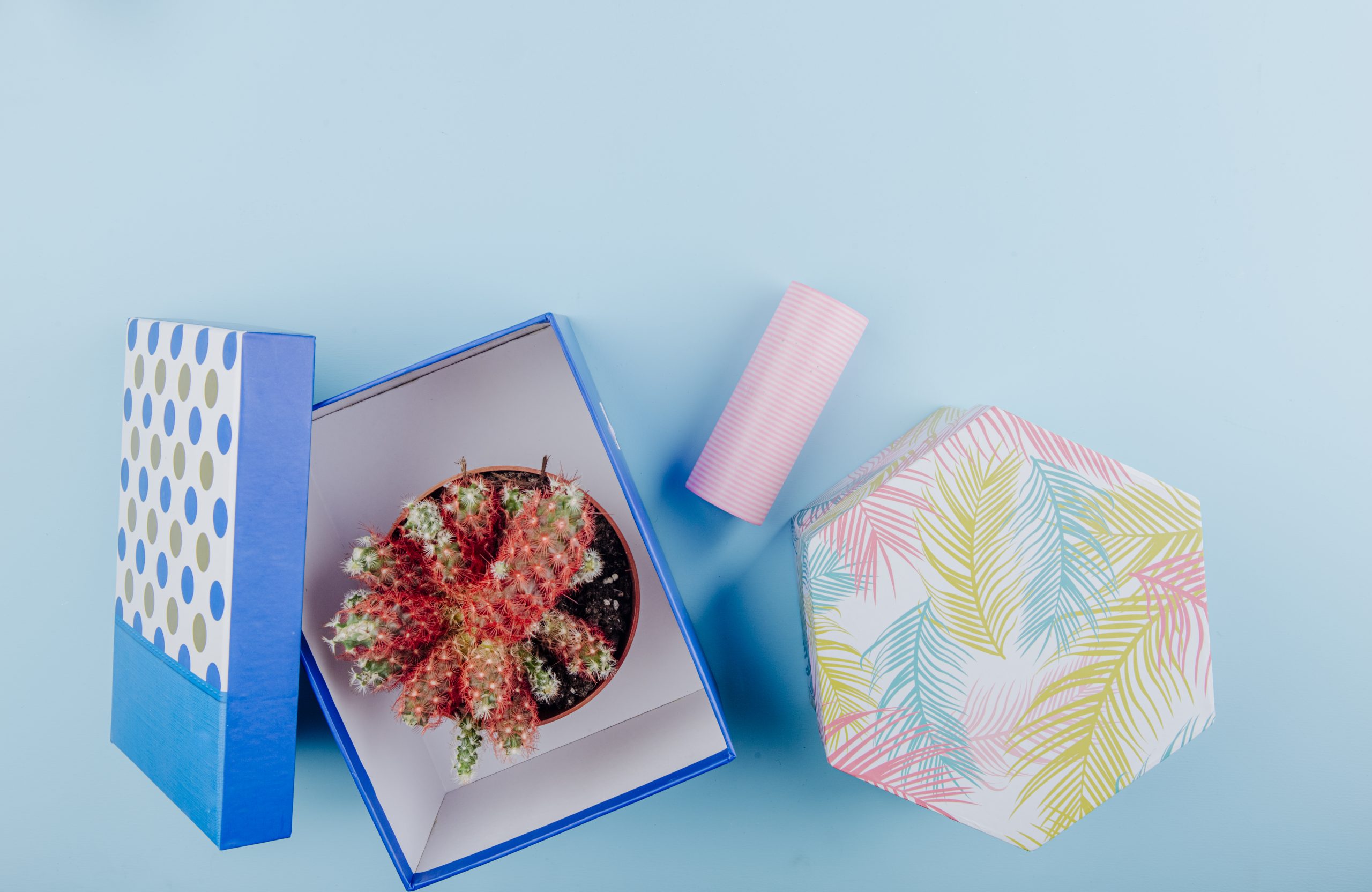 top view cactus flowerpot carton gift box roll adhesive tape blue background with copy space scaled